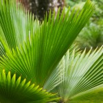 Martinique et Grenadines